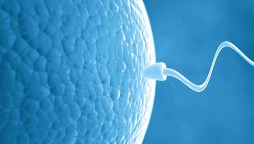 精子于女性體內(nèi)存活多久 男性精子體外存活時間一覽