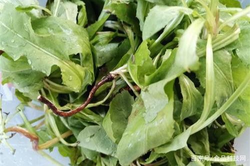 護肝第一名的野菜是什么 分享可以養(yǎng)護肝臟的四種野菜