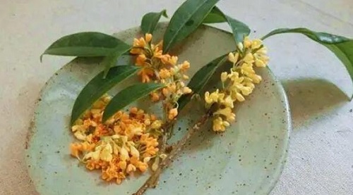 哪三種人堅(jiān)決不能吃桂花 長(zhǎng)期喝桂花可以排毒潤(rùn)肺功效