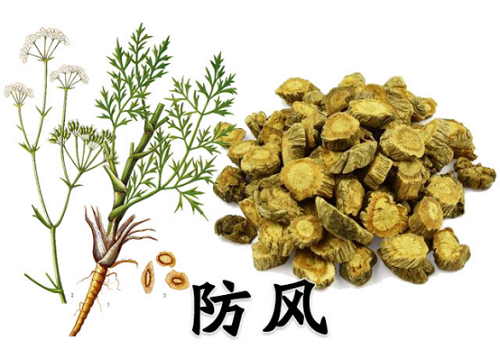 防風的功效與作用是什么 防風應該怎么吃才好