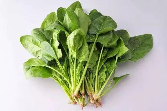 菠菜的營(yíng)養(yǎng)價(jià)值有什么 食用菠菜注意事項(xiàng)有什么