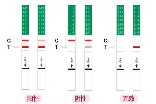 排卵試紙怎么看是排卵 排卵試紙應該怎么正確使用