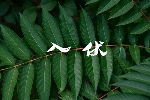 入伏吃什么去濕氣 入伏應(yīng)該如何調(diào)理身體