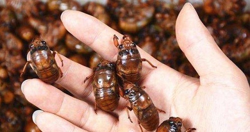 金蟬的營(yíng)養(yǎng)價(jià)值是什么 女性吃金蟬有什么好處