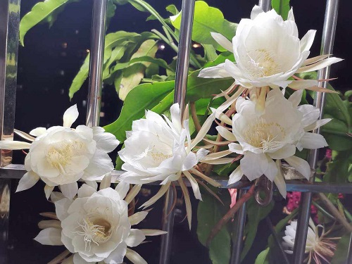 曇花的藥用價(jià)值是什么 曇花能治什么病