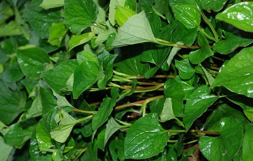 魚(yú)腥草的功效與作用是什么 魚(yú)腥草治什么病最厲害