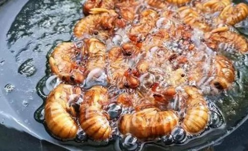 知了猴的營養價值是什么 吃知了猴需要注意什么
