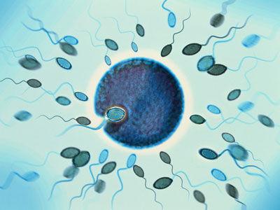 提高男人精子質量的秘訣是什么 男人提高精子質量有哪些注意事項