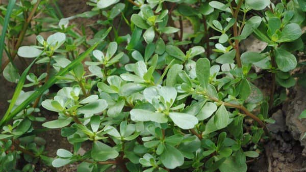 馬蜂菜有什么功效 馬蜂菜的營(yíng)養(yǎng)價(jià)值有什么